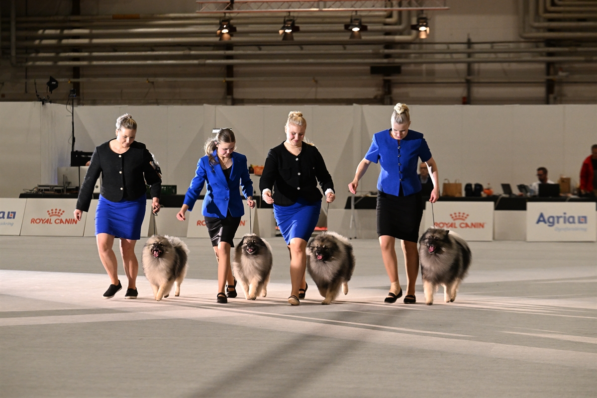 Kennel Ikurin BIS2 Pohjoismaiden Voittaja 2025 -näyttelyssä (C) Ridehesten