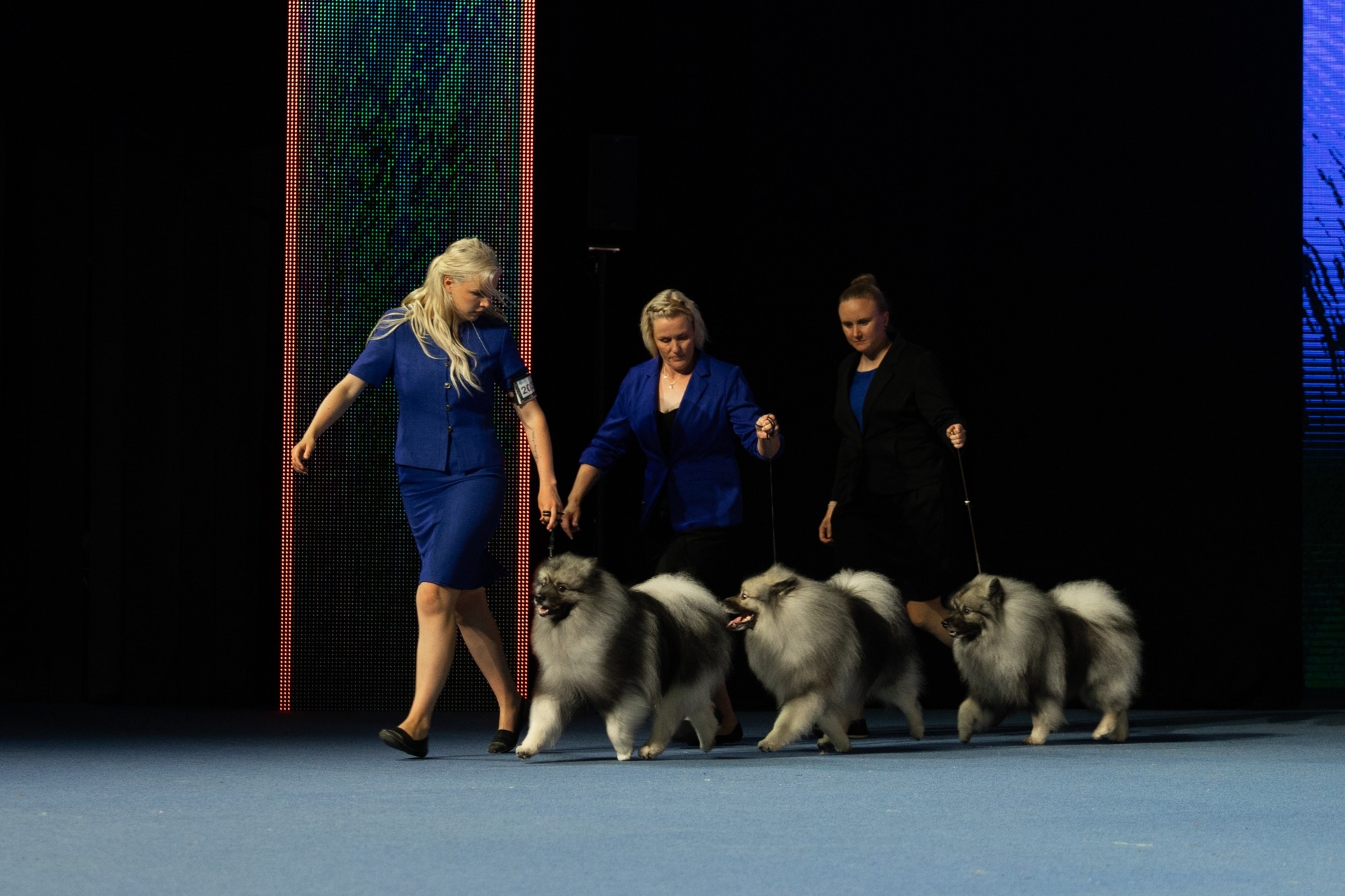 Kasvattajaryhmä BIS-kehässä (C) Viivi Keinonen